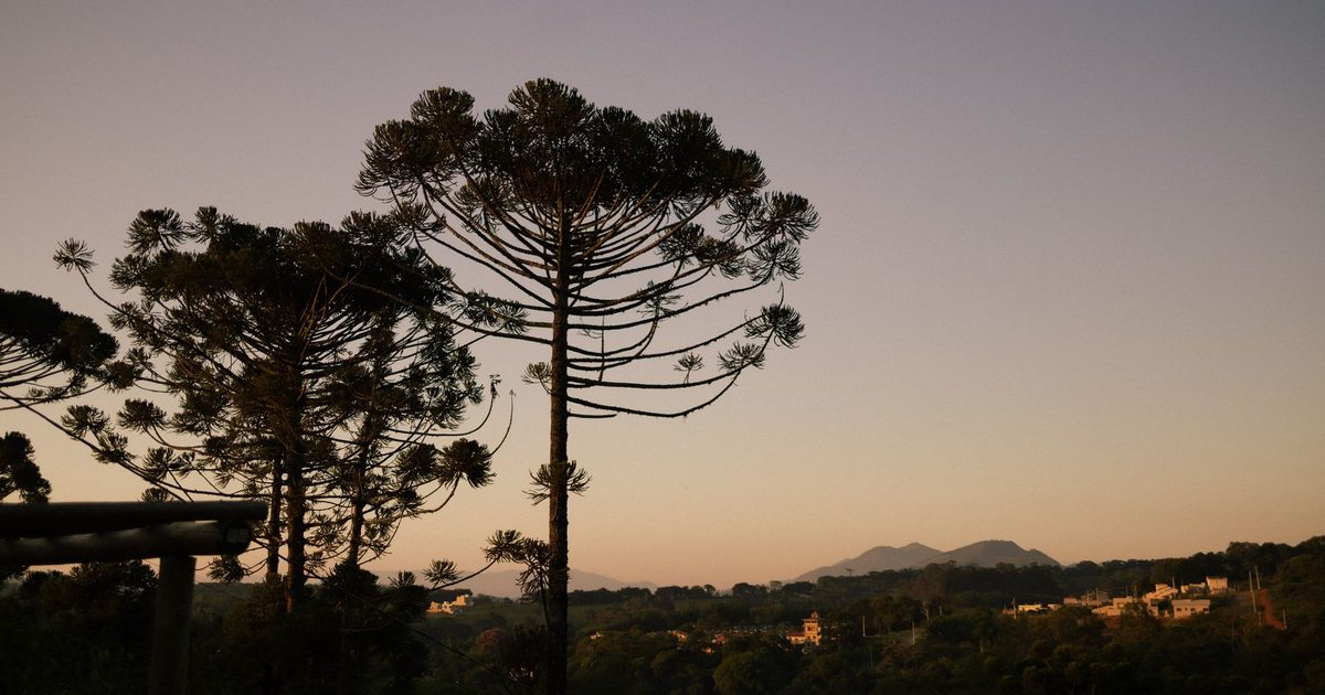 Fundação Araucária e FAPEAM lançam chamada de R$ 4 milhões para bioeconomia