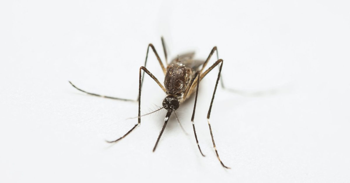 UFPR detecta mais de 2 mil ovos do Aedes aegypti em campi de Curitiba